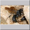 Wegwespenstreit-05 10mm schwarz oeffnet Nest - rot verschliesst es immer wieder.jpg